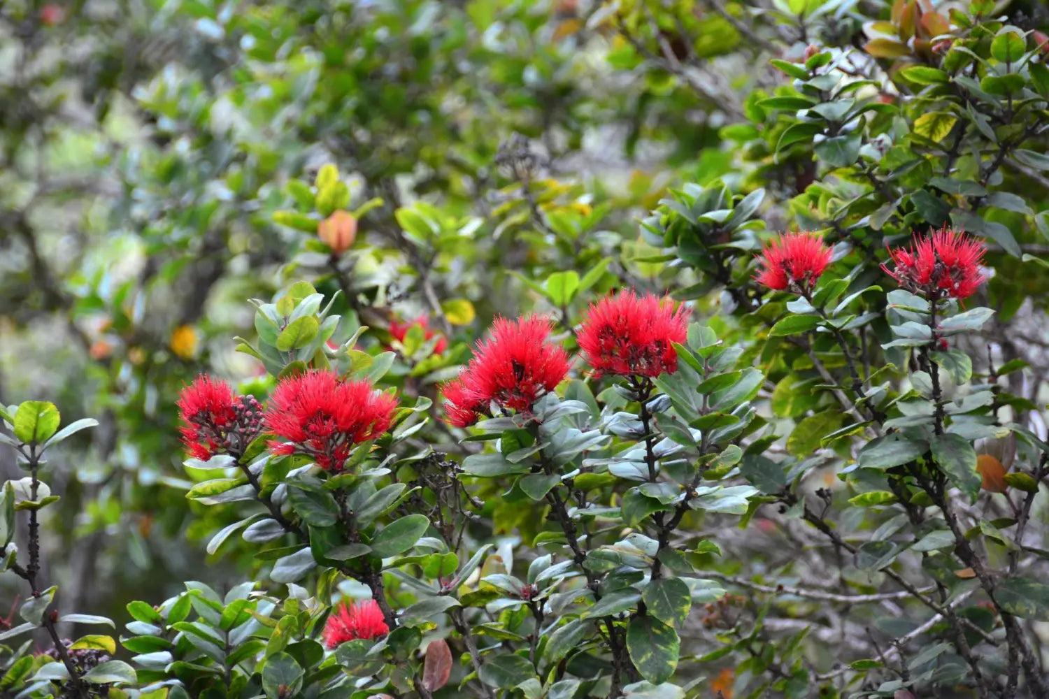 ‘Ōhi‘a Lehua: The Beautiful and Sacred Tree of Hawai’i