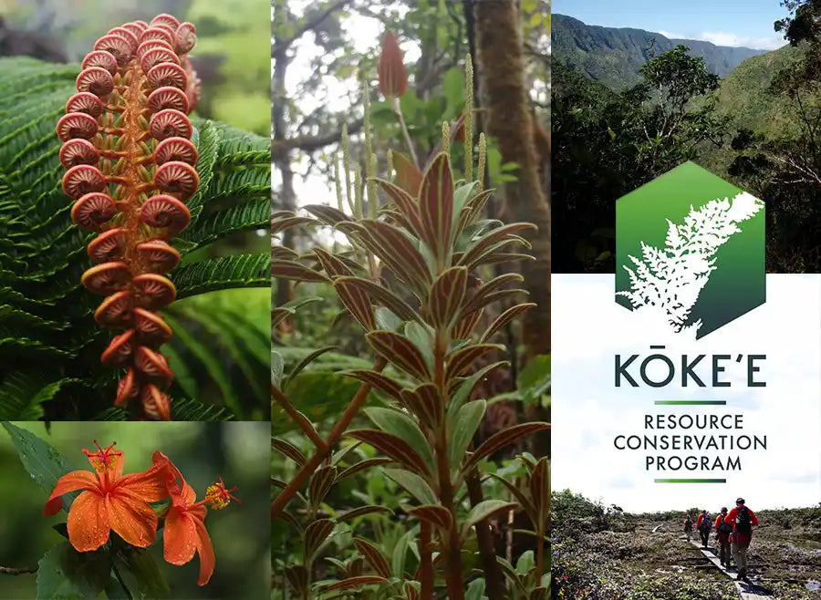 Collage showing Hawaiian native plants and a Koke’e Resource Conservation Program logo.