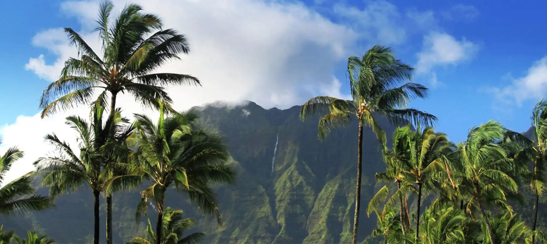 Palm trees swaying in the wind against a mountainous backdrop.