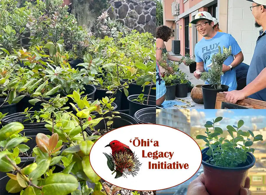 A plant nursery workspace with potted seedlings and the ’Ohi’a Legacy Initiative logo featuring a red bird.